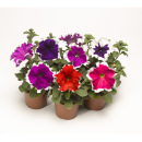 Однолетние цветы