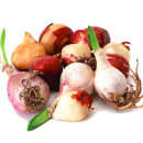 Луковицы тюльпанов